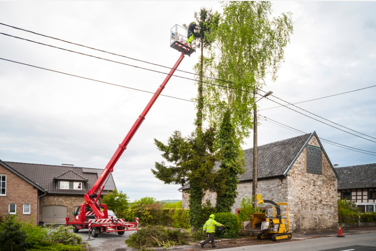 About Marotta Tree Services